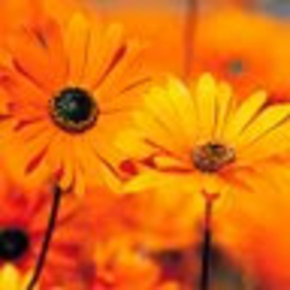 Meet your Posher, Sherry - Picture 1 of 1